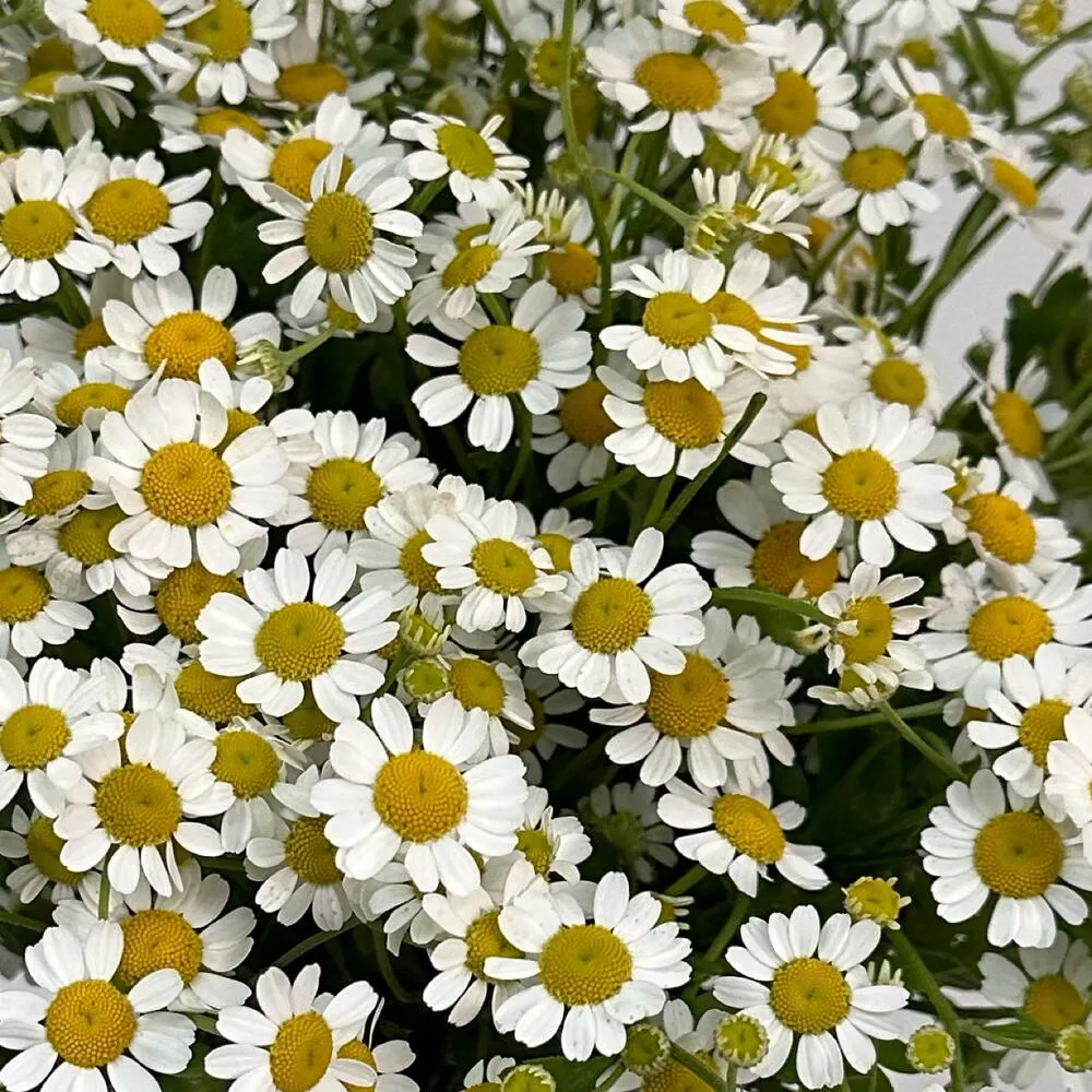 Монобукет из 29 кустовых ромашек (матрикария) - фото 2