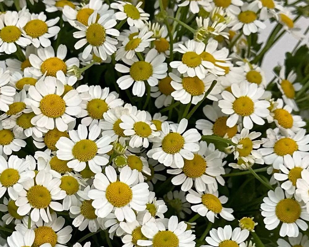 Программа лояльности