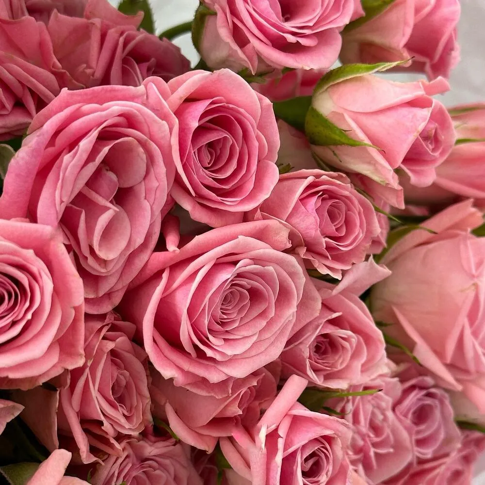 Комбо "Розовое шампанское" из 9 кустовых роз и клубники в двойном бельгийском шоколаде - фото 3