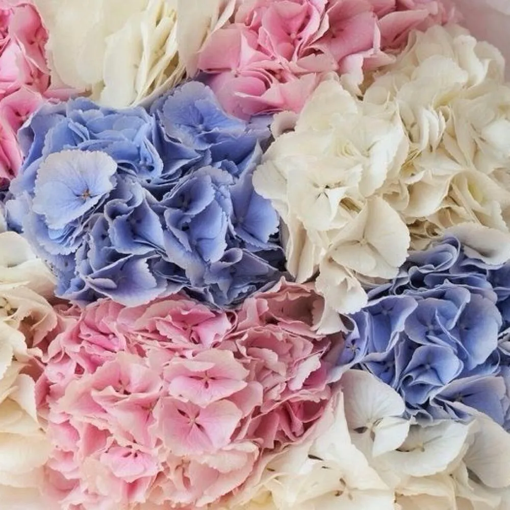 Монобукет из гортензий в нежной пастели — премиум с доставкой - фото 2